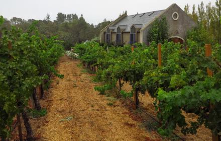 Kaplan Vineyard