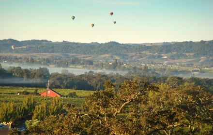 Kaplan Vineyard